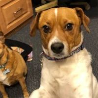 Argonne Animal Hospital ico