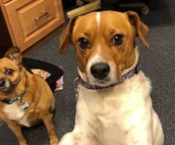 Argonne Animal Hospital