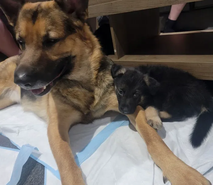 Argonne Animal Hospital 6