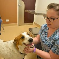 Archer Veterinary Clinic ico