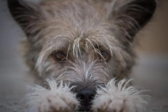 Eola Point Animal Hospital 12
