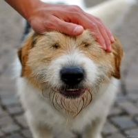 Eola Point Animal Hospital ico