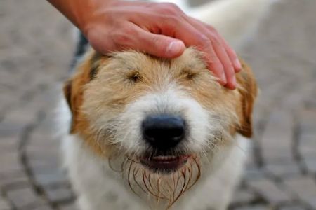 Eola Point Animal Hospital