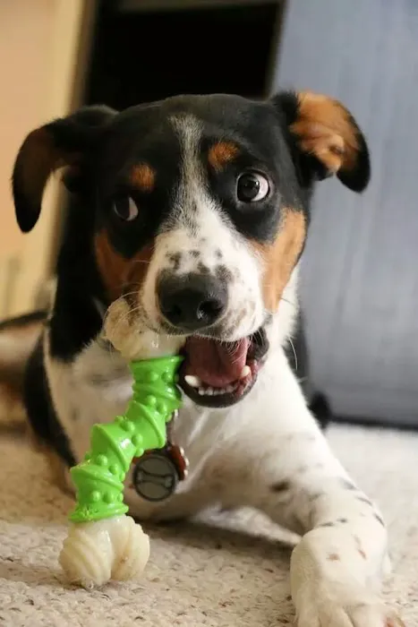 Eola Point Animal Hospital 12