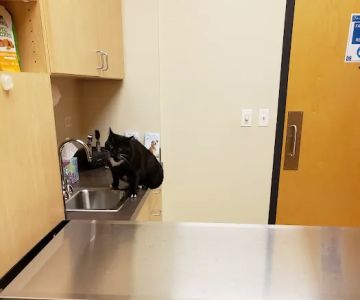 Oakhurst Animal Hospital