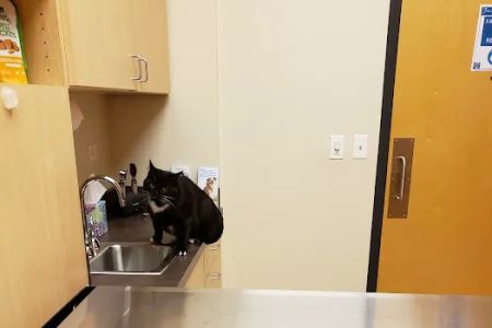 Oakhurst Animal Hospital