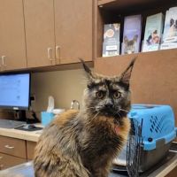 Oswego Animal Hospital ico