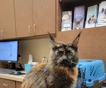 Oswego Animal Hospital