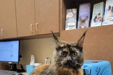 Oswego Animal Hospital