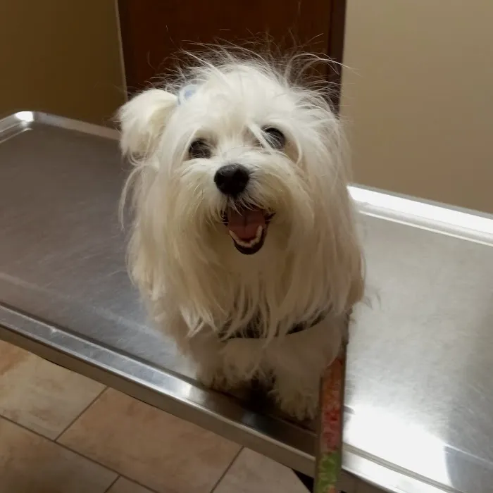 Oswego Animal Hospital 12