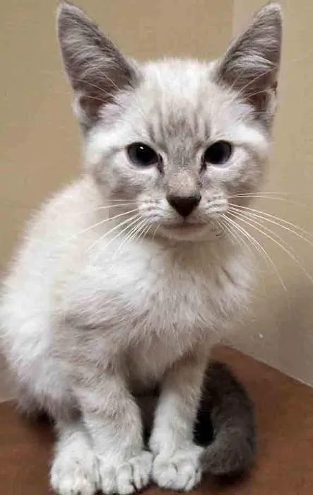 Oswego Animal Hospital 12