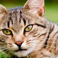 Animal Care Clinic of Homer Glen ico