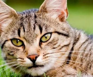 Animal Care Clinic of Homer Glen