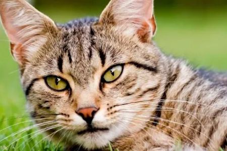 Animal Care Clinic of Homer Glen