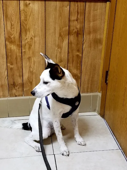 Animal Care Clinic of Homer Glen 4