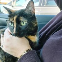 Colonial Manor Animal Hospital ico