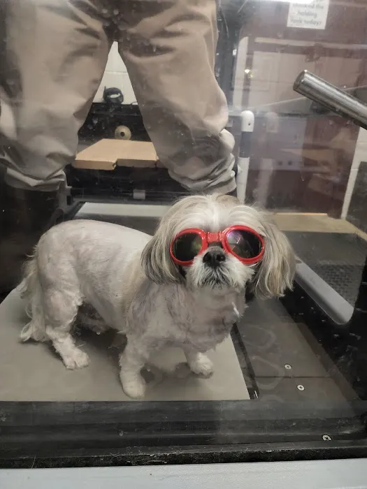 Veterinary Sports Medicine & Rehabilitation of Homer Glen 4