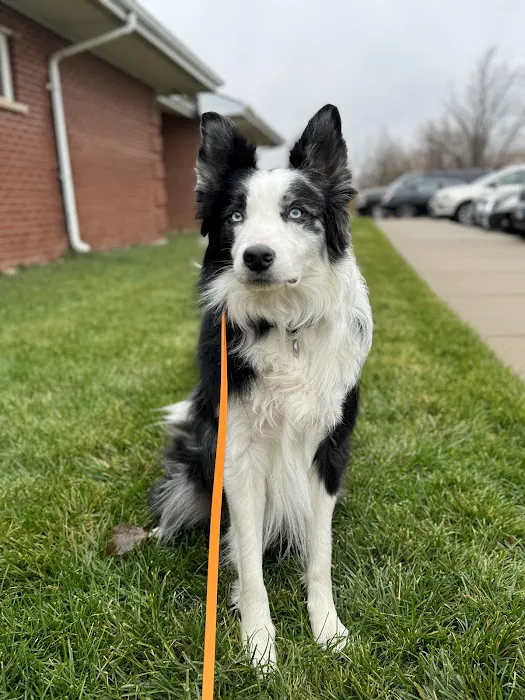 Veterinary Sports Medicine & Rehabilitation of Homer Glen 5