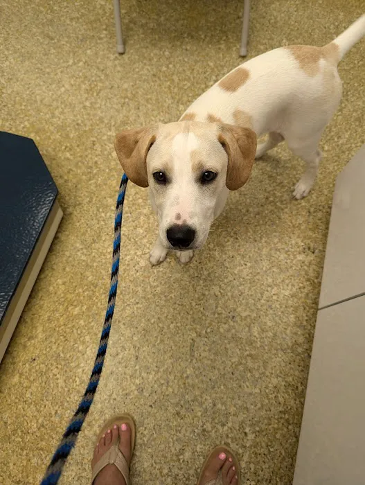 Wayne Animal Hospital 12