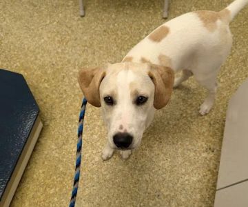Wayne Animal Hospital