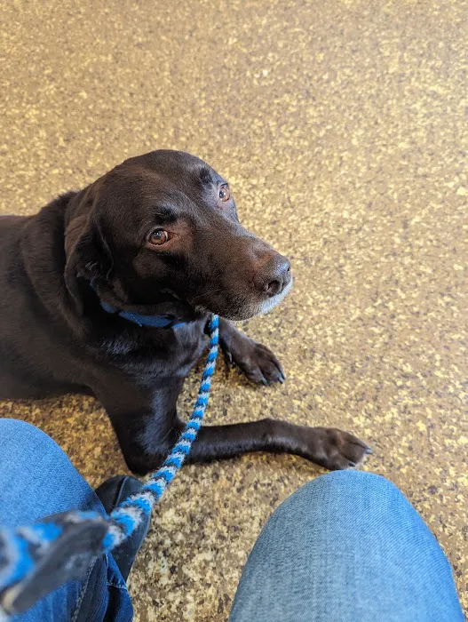 Wayne Animal Hospital 12