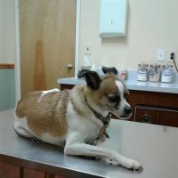 North Jersey Animal Hospital ico