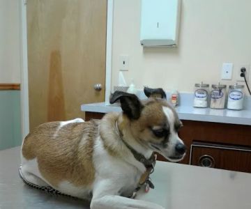 North Jersey Animal Hospital