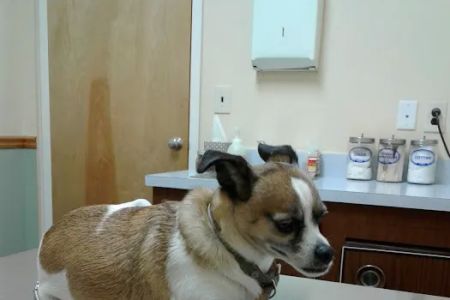 North Jersey Animal Hospital