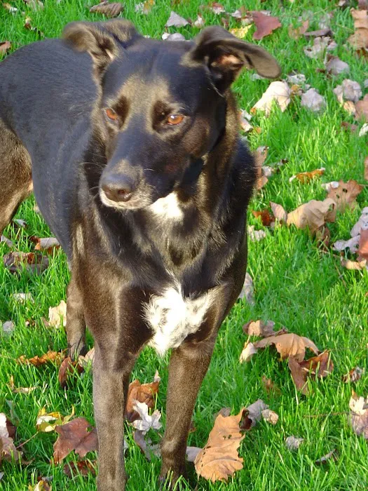 North Jersey Animal Hospital 9