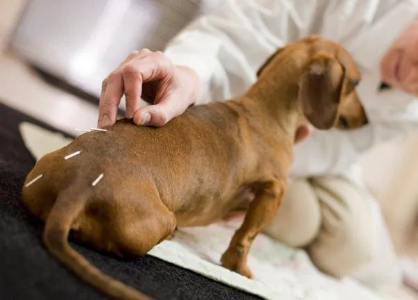 Riverdale Integrative Veterinary Care 12
