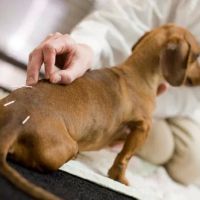 Riverdale Integrative Veterinary Care ico