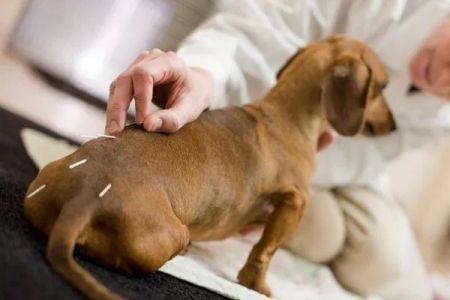 Riverdale Integrative Veterinary Care