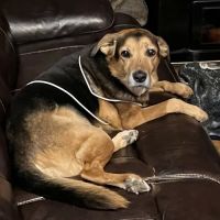 Montville Veterinary Group ico