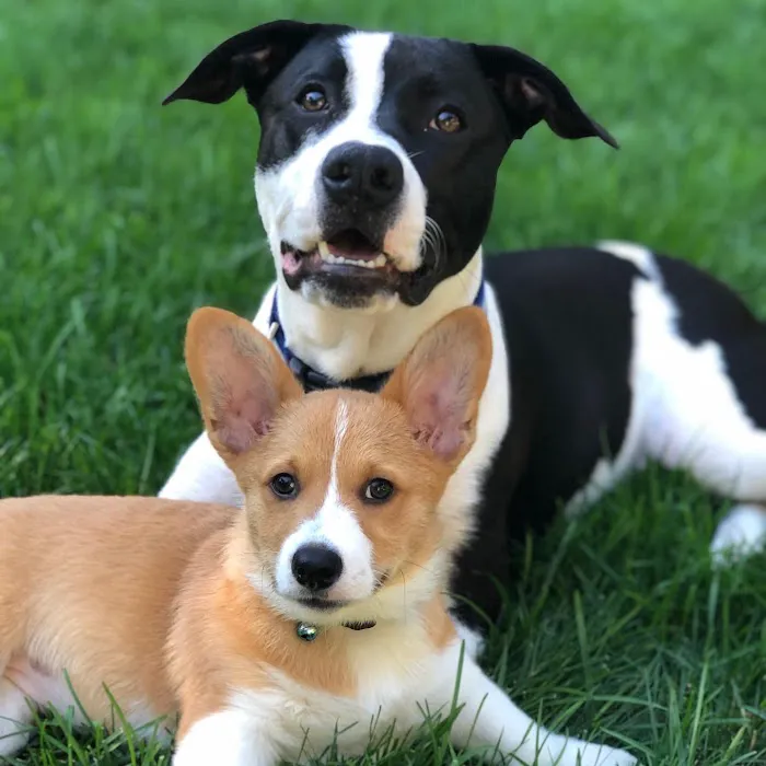 Montville Veterinary Group 10