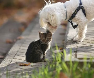 Park View Veterinary Hospital