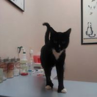 Companion Animal Hospital & Avian/Exotic Clinic ico