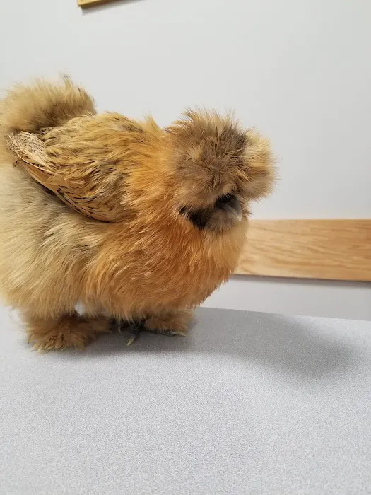 Companion Animal Hospital & Avian/Exotic Clinic 12