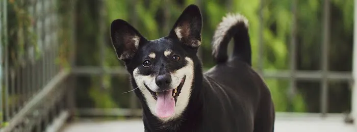 Animal Emergency & Referral Associates 1