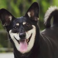 Animal Emergency & Referral Associates ico