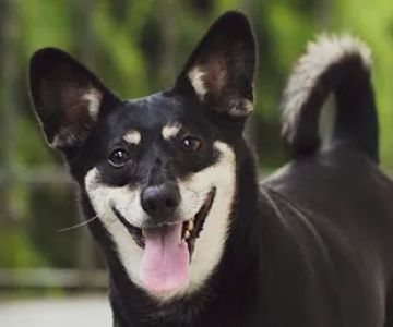 Animal Emergency & Referral Associates
