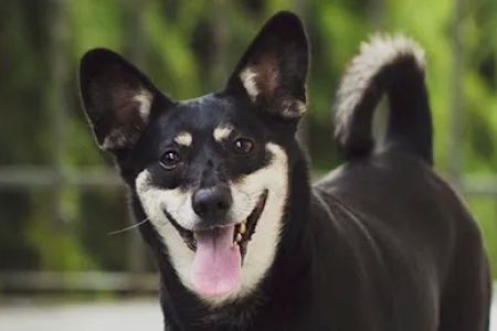 Animal Emergency & Referral Associates