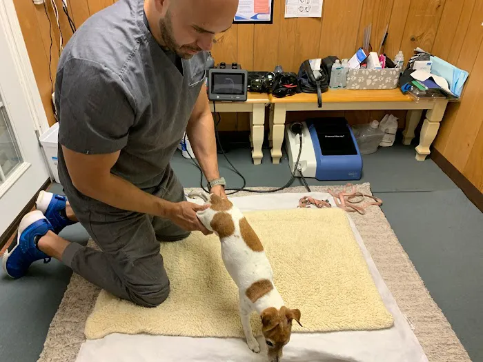 Alpha Animal Rehabilitation and Fitness 12
