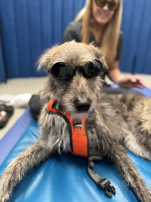 Alpha Animal Rehabilitation and Fitness 12