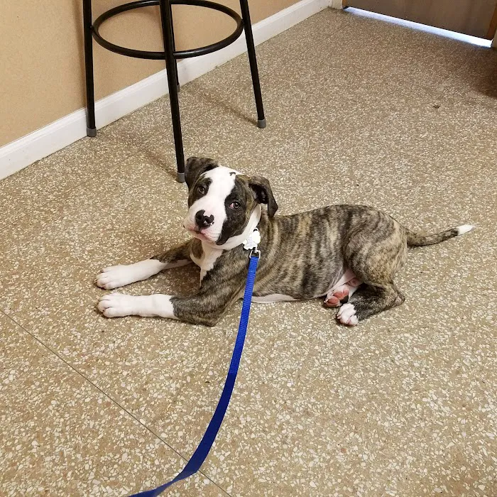 West Caldwell Animal Hospital 12