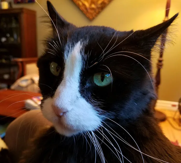 Town & Country Veterinary Cat Hospital 12