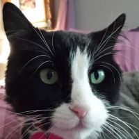 Town & Country Veterinary Cat Hospital ico