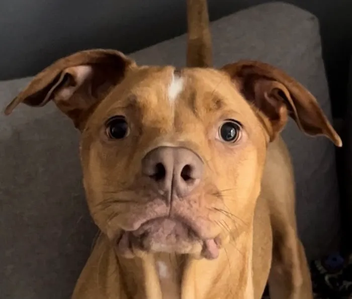 Animal Care Center of North Jersey 7