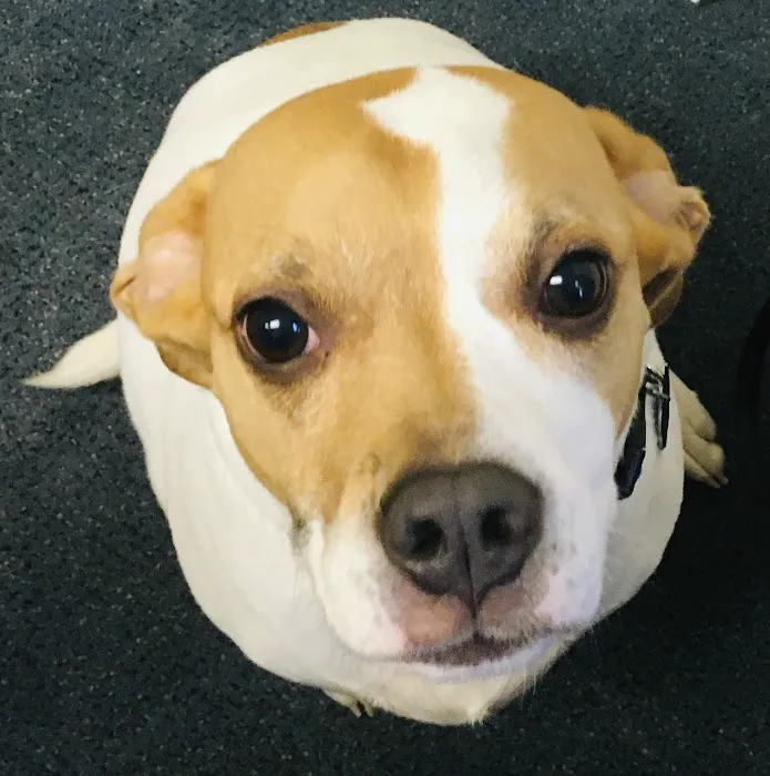Animal Care Center of North Jersey 9
