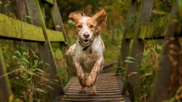 Pompton Lakes Animal Hospital 1