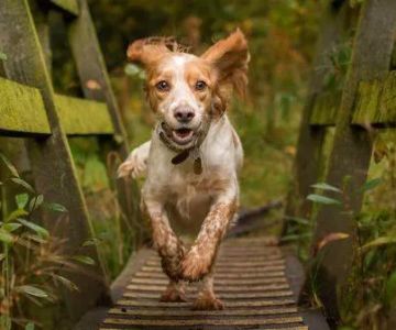 Pompton Lakes Animal Hospital